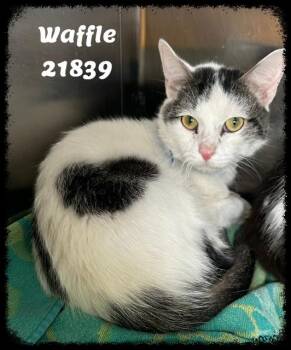 WAFFLE see also CHEERIO -  Domestic Short Hair and Tabby Cat for Adoption in Marietta, Georgia - WAFFLE See Also CHEERIO | PetCurious