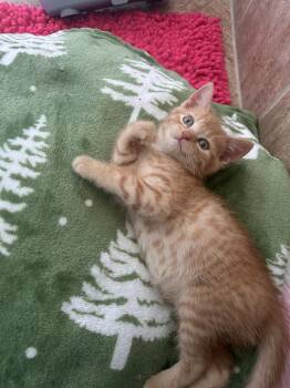 Domestic Short Hair Cats Available for Adoption in Virginia Beach, Virginia - Washington | PetCurious