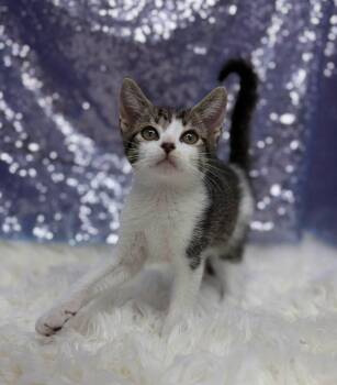 Gus -  Domestic Short Hair Cat for Adoption in Clarkesville, Georgia - Gus | PetCurious