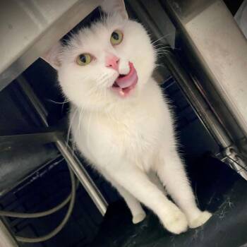 Pancake -  Domestic Short Hair Cat Available for Adoption in Grand Rapids, Michigan - Pancake | PetCurious