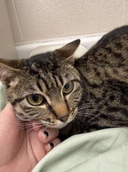 Domestic Short Hair Cats Available for Adoption - Valentina | PetCurious