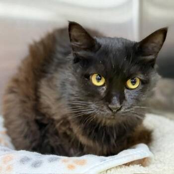 Emery Rose -  Domestic Medium Hair and Domestic Short Hair Cat for Adoption in Bullhead City, Arizona - Emery Rose | PetCurious
