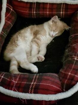 Rescue Domestic Short Hair Cats for Adoption - Sam | PetCurious