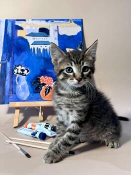 Domestic Short Hair Cats Available for Adoption in Vacaville, California - Henri Catisse | PetCurious