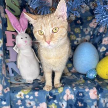 Domestic Medium Hair and American Shorthair Cats Available for Adoption - Faith | PetCurious