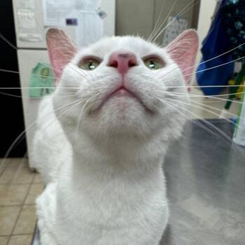 Domestic Short Hair Cats Available for Adoption in Pekin, Illinois - Snow White | PetCurious