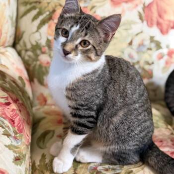 Fezzik -  Domestic Short Hair Cat for Adoption in Medina, Ohio - Fezzik | PetCurious