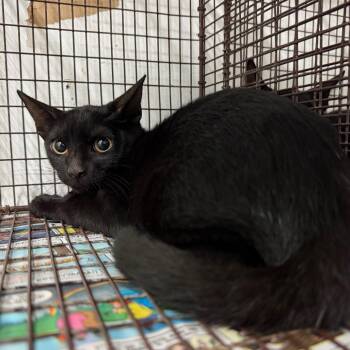 Mystical -  Domestic Short Hair Cat for Adoption in Edinburg, Texas - Mystical | PetCurious