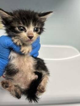Dill Pickle -  Domestic Short Hair Cat for Adoption in Largo, Florida - Dill Pickle | PetCurious