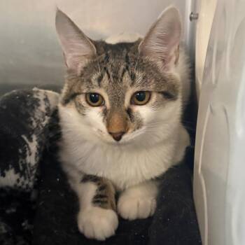 Sierra Mist -  Domestic Short Hair Cat for Adoption in Spokane, Washington - Sierra Mist | PetCurious