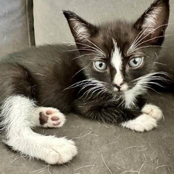 George Costanza -  Domestic Short Hair Cat for Adoption in Houston, Texas - George Costanza | PetCurious