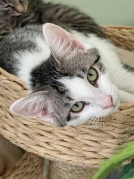 Livia -  Domestic Short Hair Cat for Adoption in Richmond, Virginia - Livia | PetCurious