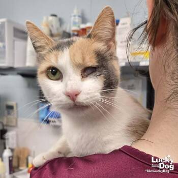 Domestic Short Hair and Calico Cats Available for Adoption in Washington, District Of Columbia - Blinkie | PetCurious