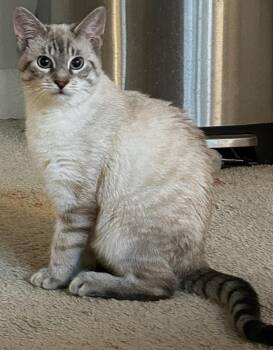 Siamese Cats Available for Adoption - Enzo26 | PetCurious