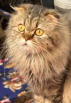 Rescue Scottish Fold Cats for Adoption in Snow Hill, Maryland - Zaina | PetCurious