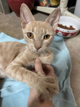 Rescue Domestic Short Hair Cats for Adoption in Broomall, Pennsylvania - Buffy | PetCurious