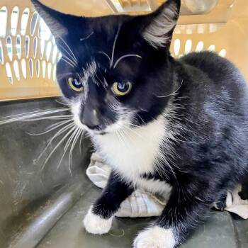 Umlaut -  Domestic Short Hair Cat for Adoption in Lyndhurst, Virginia - Umlaut | PetCurious