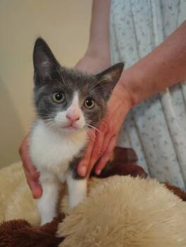 Minnie -  Domestic Short Hair Cat for Adoption in Meriden, Connecticut - Minnie | PetCurious