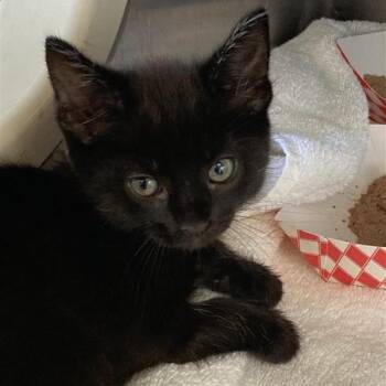 Moonstone -  Domestic Short Hair Cat for Adoption in Long Beach, California - Moonstone | PetCurious