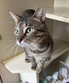 Dr. Abob -  Domestic Short Hair Cat for Adoption in Franklin Township, New Jersey - Dr. Abob | PetCurious