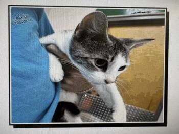 Filefish -  Domestic Short Hair Cat for Adoption in Daytona Beach, Florida - Filefish | PetCurious