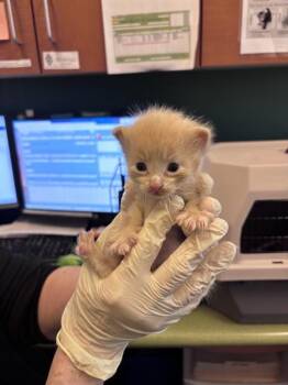 CLEMENTINE -  Domestic Short Hair Cat for Adoption in West Valley City, Utah - CLEMENTINE | PetCurious