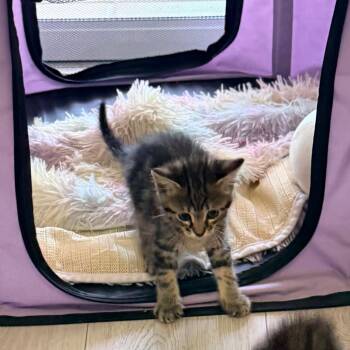 Phyllis -  Domestic Short Hair Cat for Adoption in West Palm Beach, Florida - Phyllis | PetCurious