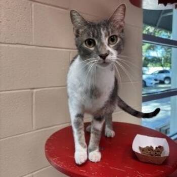Smokey (Pounce Cafe) -  Domestic Short Hair Cat for Adoption in Charleston, South Carolina - Smokey (Pounce Cafe) | PetCurious