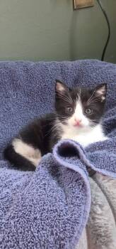 Domestic Short Hair Cats Available for Adoption in Saint Charles, Missouri - Sebastian | PetCurious