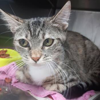 June -  Domestic Short Hair Cat for Adoption in Ardmore, Oklahoma - June | PetCurious