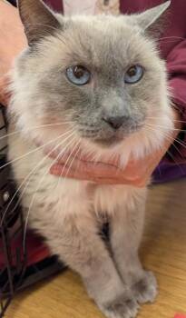 Oliver -  Ragdoll Cat for Adoption in Eugene, Oregon - Oliver | PetCurious