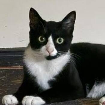 Milo -  Tuxedo and Domestic Short Hair Cat Available for Adoption in Cedars, Pennsylvania - Milo | PetCurious