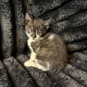 Domestic Medium Hair Cats Available for Adoption in Glocester, Rhode Island - Parker | PetCurious