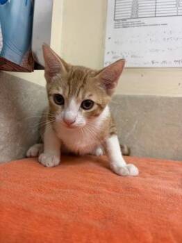 Martin -  Domestic Short Hair Cat for Adoption in Honolulu, Hawaii - Martin | PetCurious