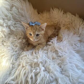 Rescue Domestic Medium Hair Cats for Adoption in Palma Sola, Florida - Yamz | PetCurious