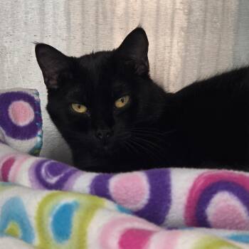 Domestic Short Hair Cats Available for Adoption in Bentonville, Arkansas - Silky | PetCurious