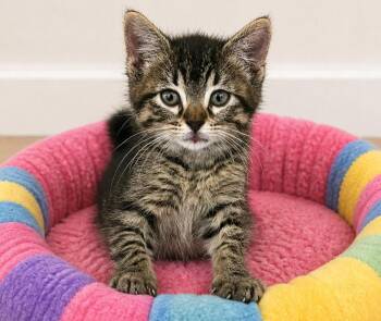 Elodie Playful, Cuddly, and Impossible to Resist -  Domestic Medium Hair and Tabby Cat Available for Adoption in Hillsboro, Texas - Elodie Playful, Cuddly, And Impossible To Resist | PetCurious