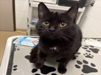 Domestic Short Hair Cats Available for Adoption - BABE | PetCurious