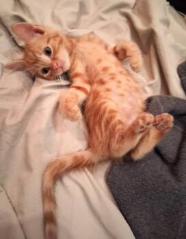 Jack -  Tabby Cat for Adoption in Albuquerque, New Mexico - Jack | PetCurious