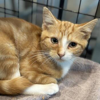 Bali -  Domestic Short Hair Cat for Adoption in Matteson, Illinois - Bali | PetCurious