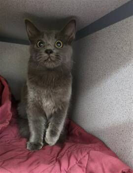 MISS CELERY -  Domestic Long Hair Cat for Adoption in Aliquippa, Pennsylvania - MISS CELERY | PetCurious