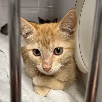 Helios F-21799 -  Domestic Short Hair Cat for Adoption in Oklahoma City, Oklahoma - Helios F-21799 | PetCurious