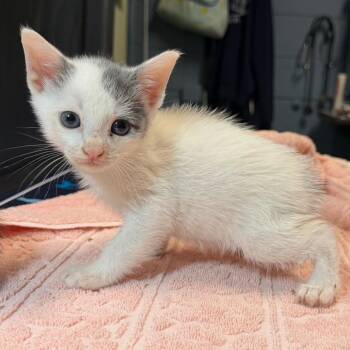 Classic Lays -  Domestic Short Hair Cat for Adoption in Providence, Rhode Island - Classic Lays | PetCurious
