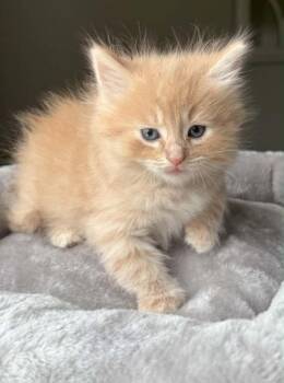 Ollie -  Domestic Long Hair Cat for Adoption in Urbandale, Iowa - Ollie | PetCurious