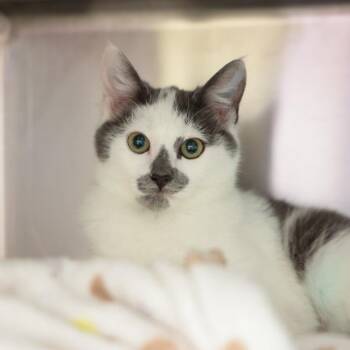 Domestic Short Hair Cats Available for Adoption - Philbert | PetCurious