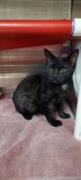 Cannoli -  Domestic Short Hair Cat for Adoption in Cincinnati, Ohio - Cannoli | PetCurious