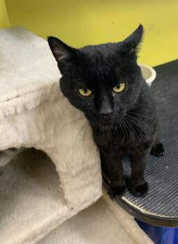 Rescue Domestic Short Hair Cats for Adoption in Thayne, Wyoming - Gilligan | PetCurious