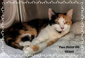 Domestic Short Hair and Calico Cats Available for Adoption in Marietta, Georgia - TWO POINT OH | PetCurious
