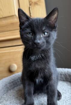 Reba -  Domestic Short Hair Cat for Adoption in Wadsworth, Ohio - Reba | PetCurious