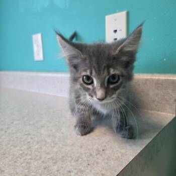 Purrgola -  Domestic Short Hair Cat for Adoption in Brookings, South Dakota - Purrgola | PetCurious
